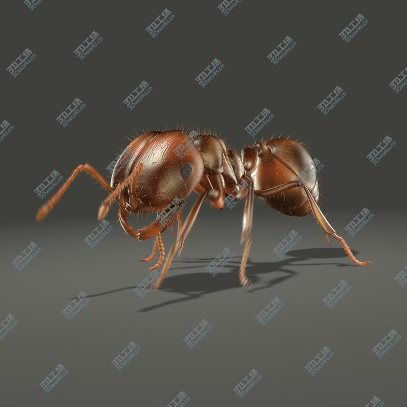 images/goods_img/2021040233/Fire Ant (ANIMATED)/1.jpg